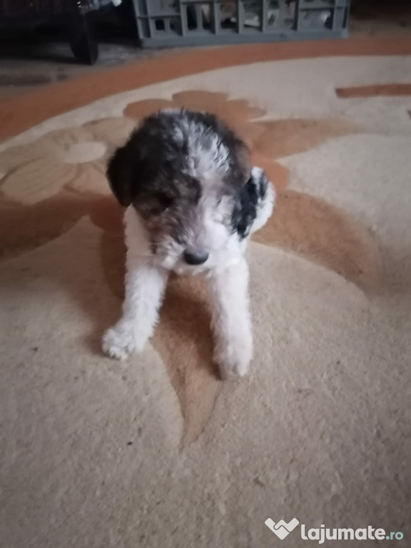 Fox terrier