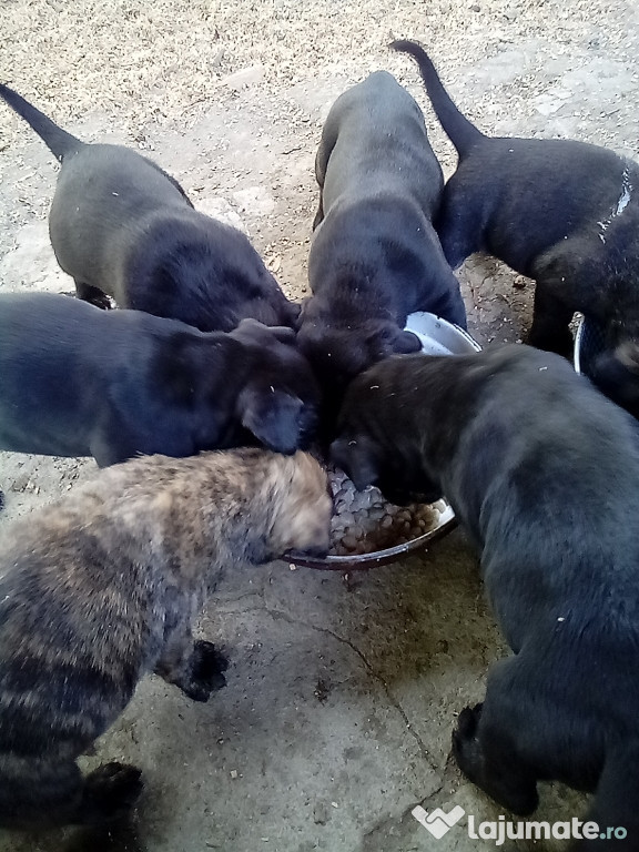 Cane Corso