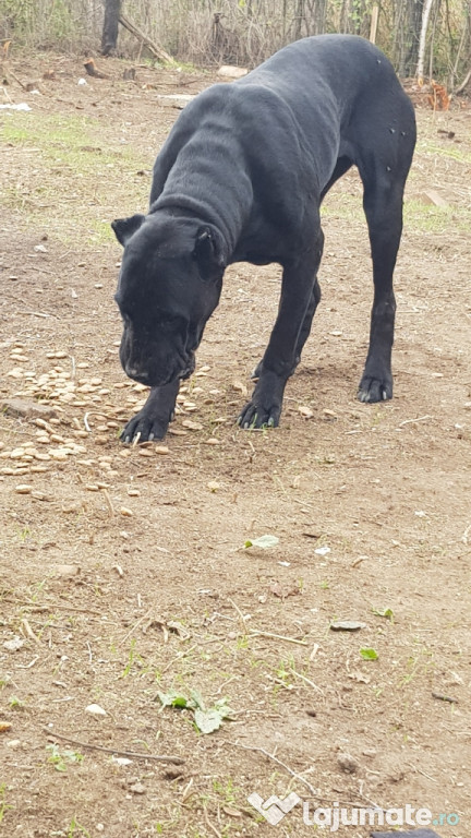 Catea cane corso
