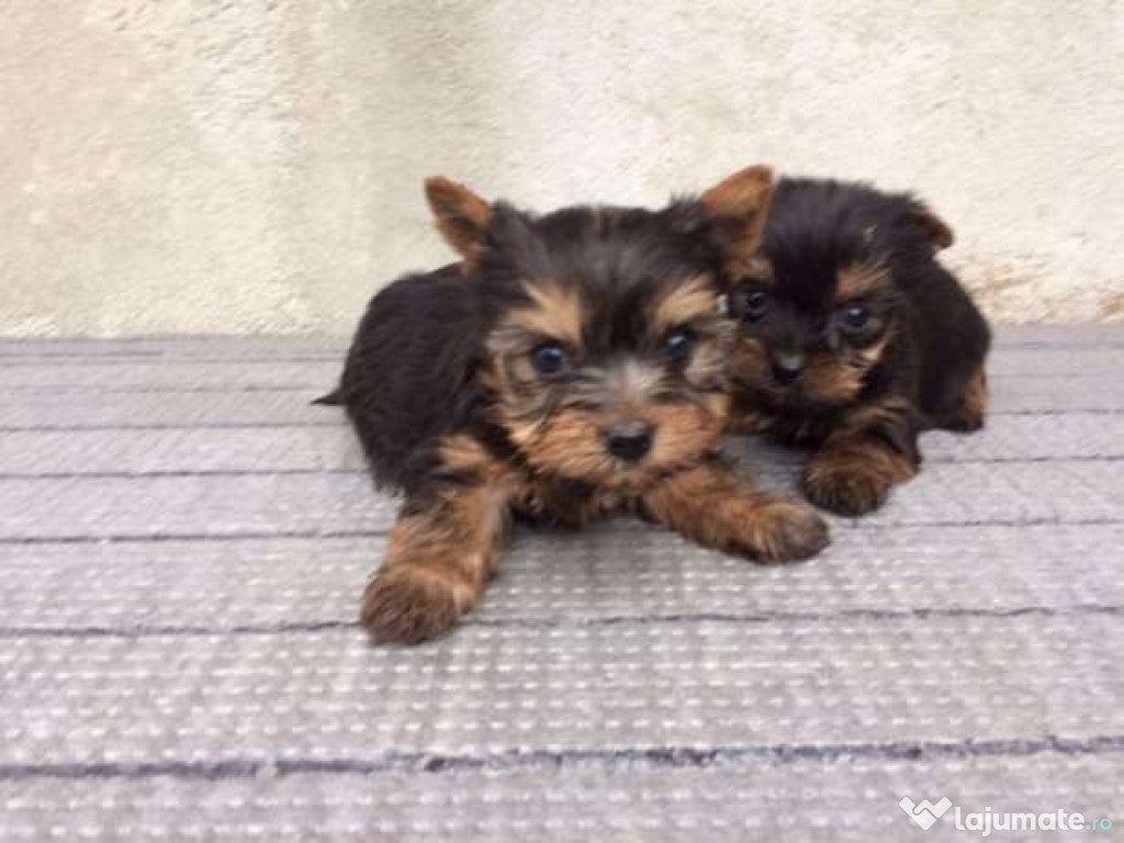 Yorkshire Terrier Mini Toy