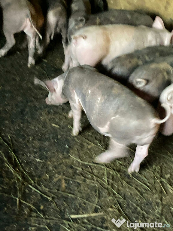 Porci