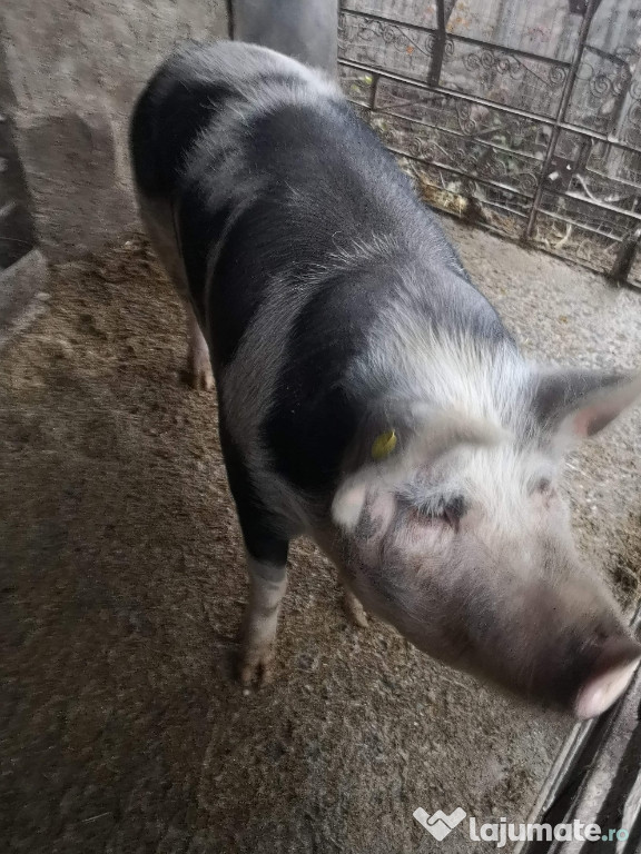 Porc