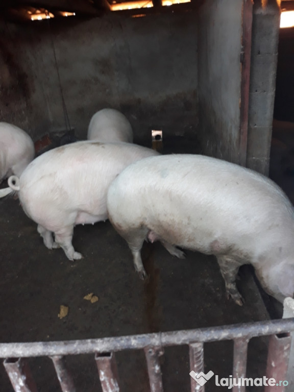 Mâncare foarte bună