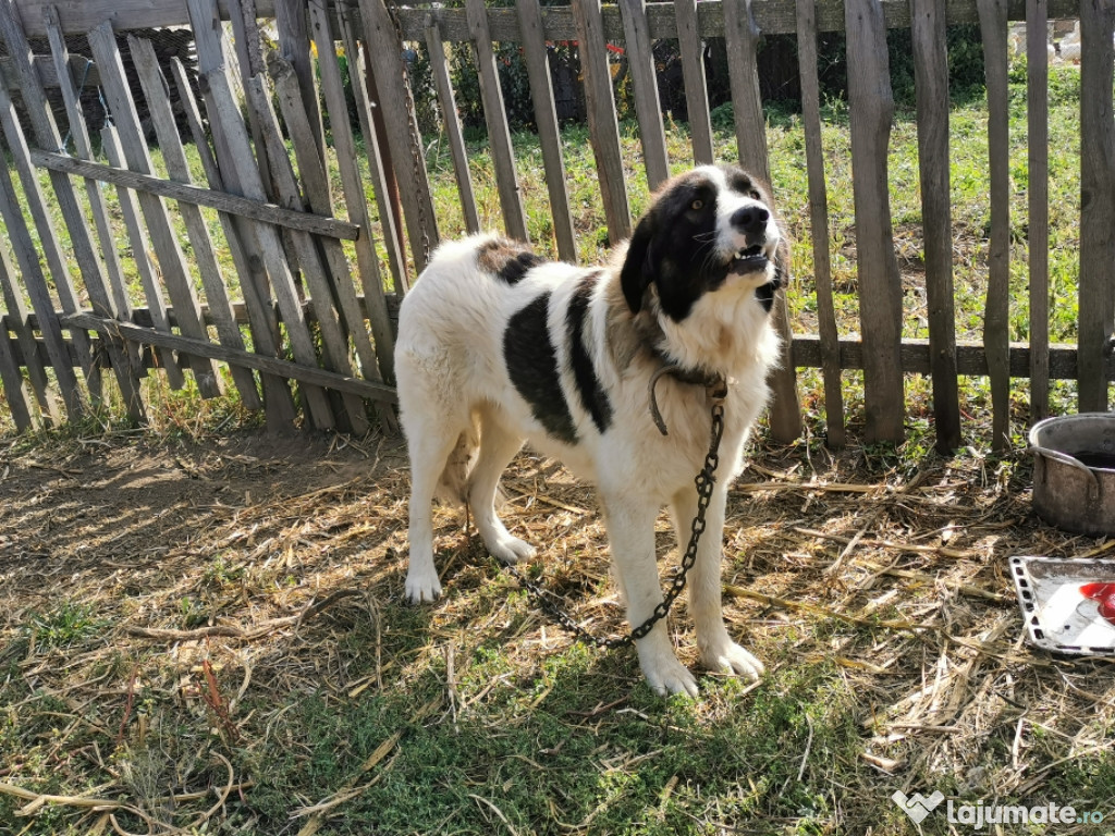 Ciobanesc De Bucoviva