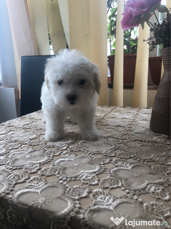 Bichon maltez