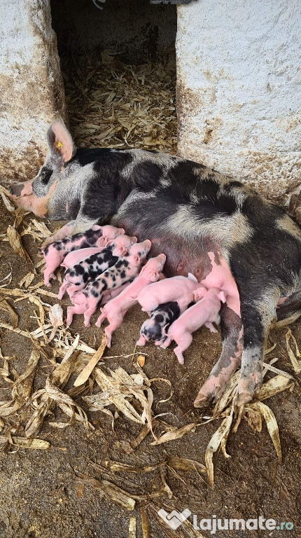 Purcei porci rasa de carne