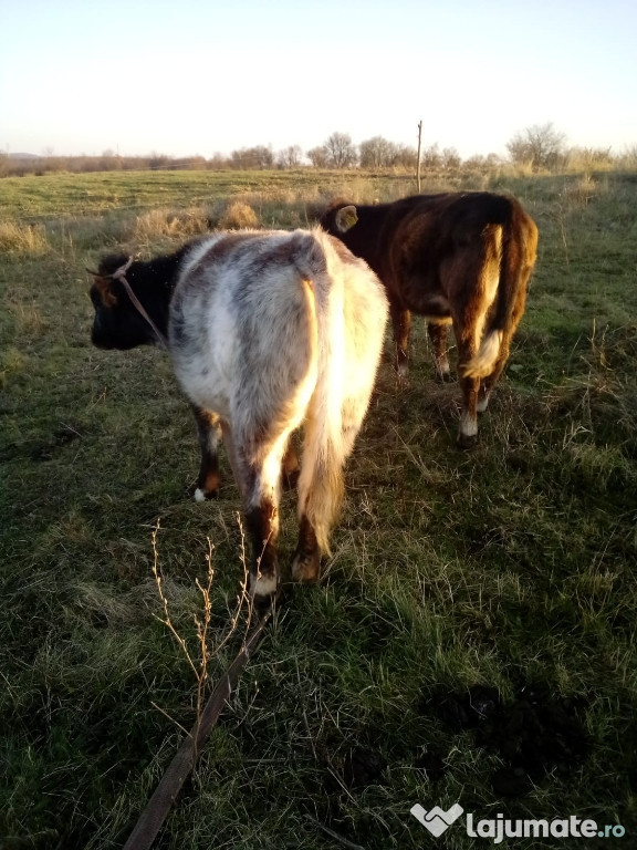 Vitele foarte frumoase crescute bio in gospodarie se țară