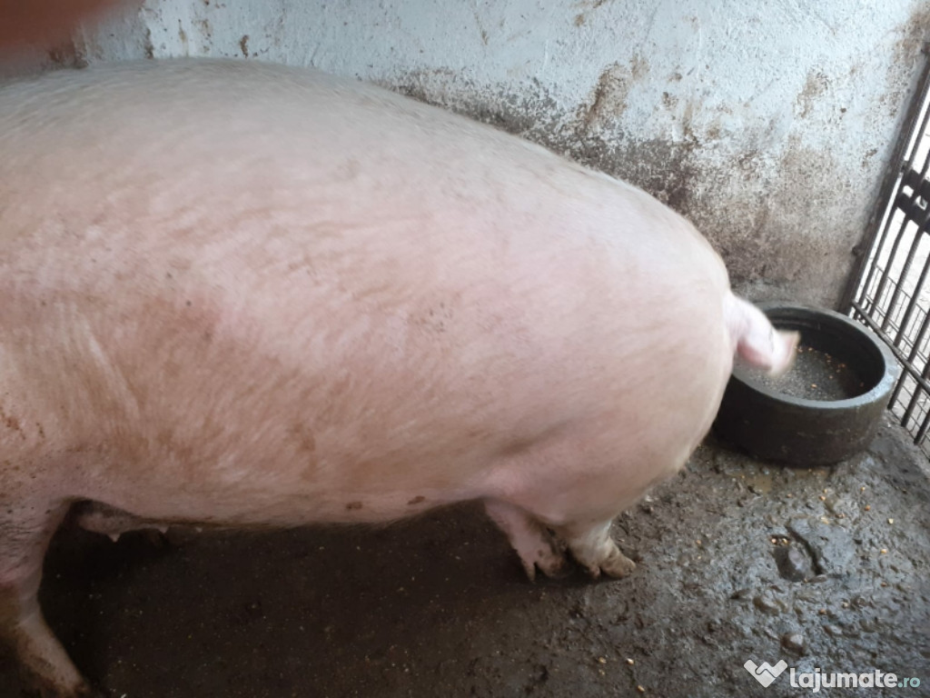 Porc crescut în cute