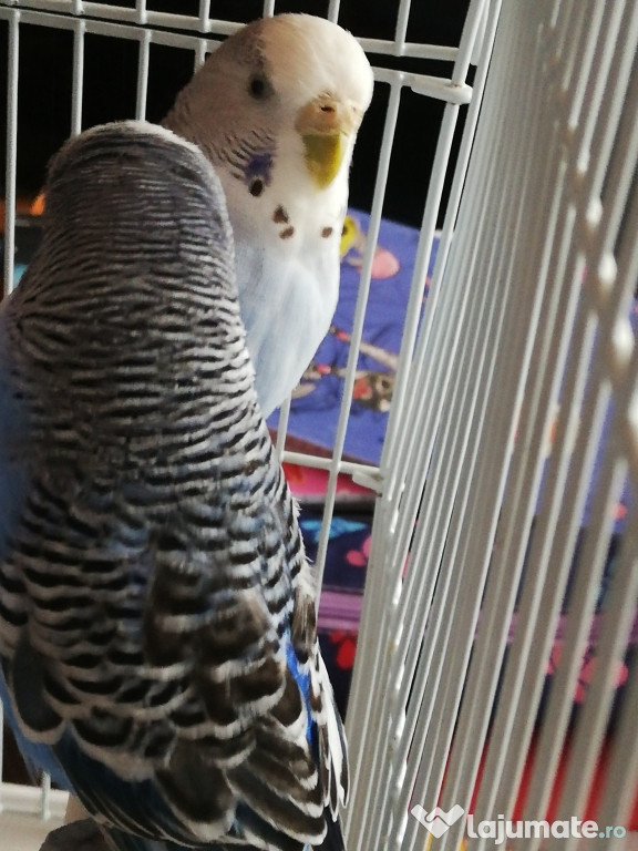 Papagali perus