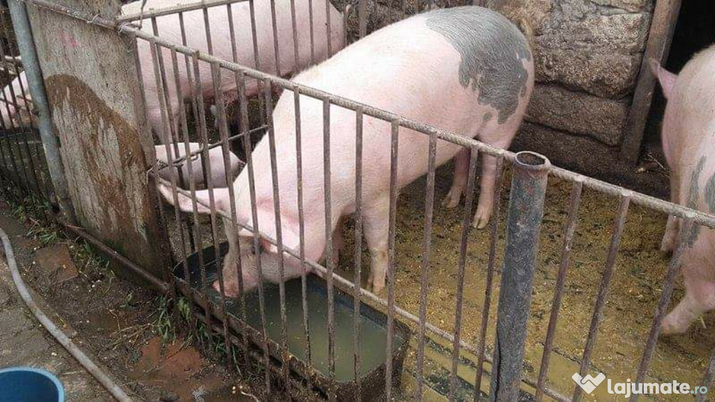Porci,12 lei per kg