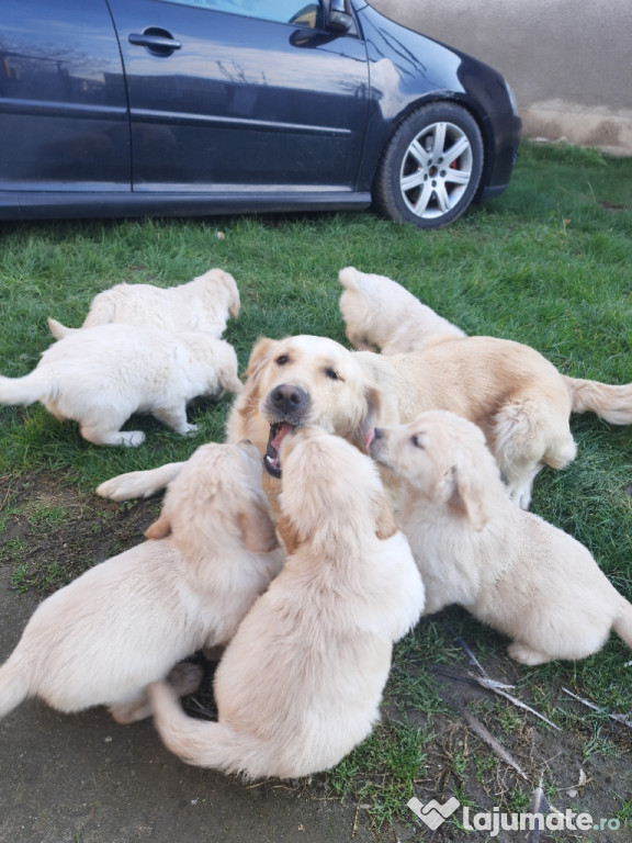 Pui golden retriever