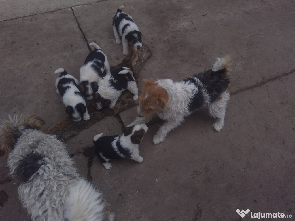 Pui de Fox Terrier