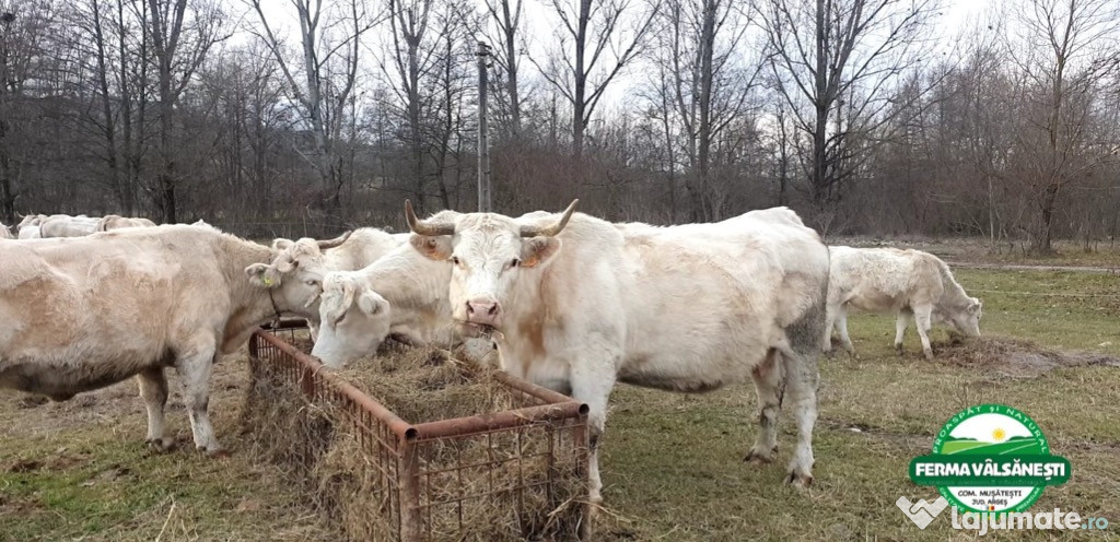 Vaci din rasa de carne Charolaise(genetica franța, pedigree)