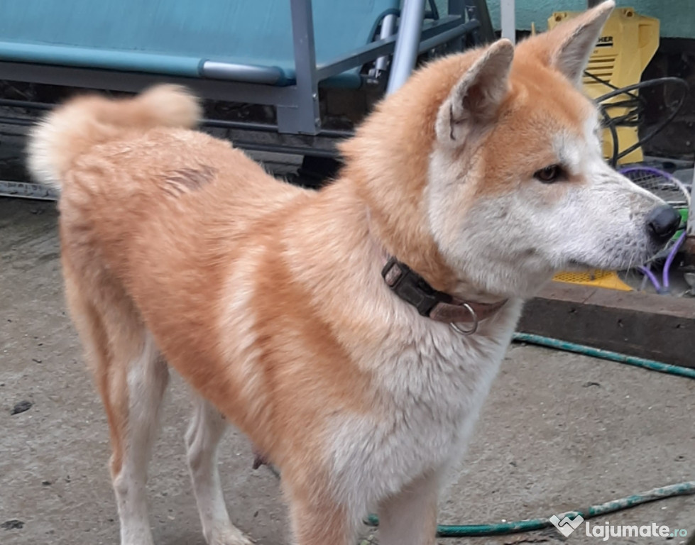 Pui Akita Inu Japonez