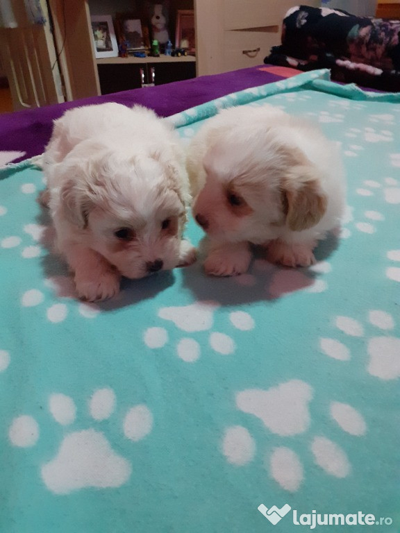 Catei bichoni