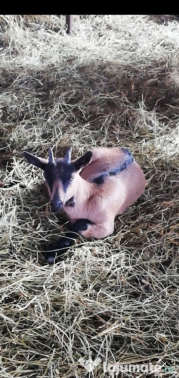 țăpisori alpina franceza