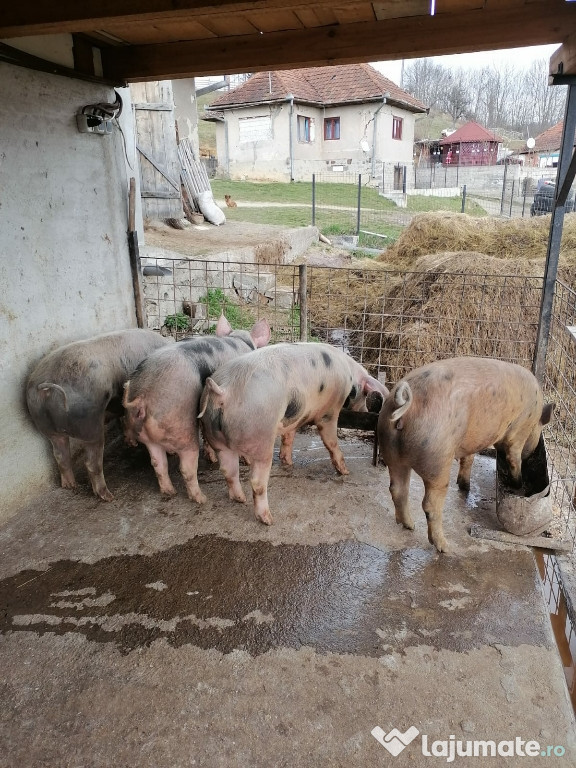 Porci 100-140 kg mai multe detalii la numărul de telefon