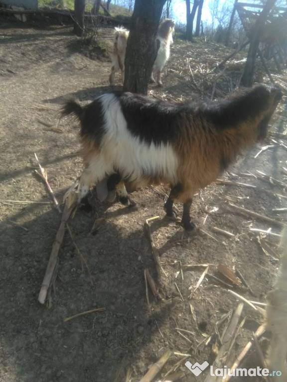 Doua capre, un tap si trei iezi