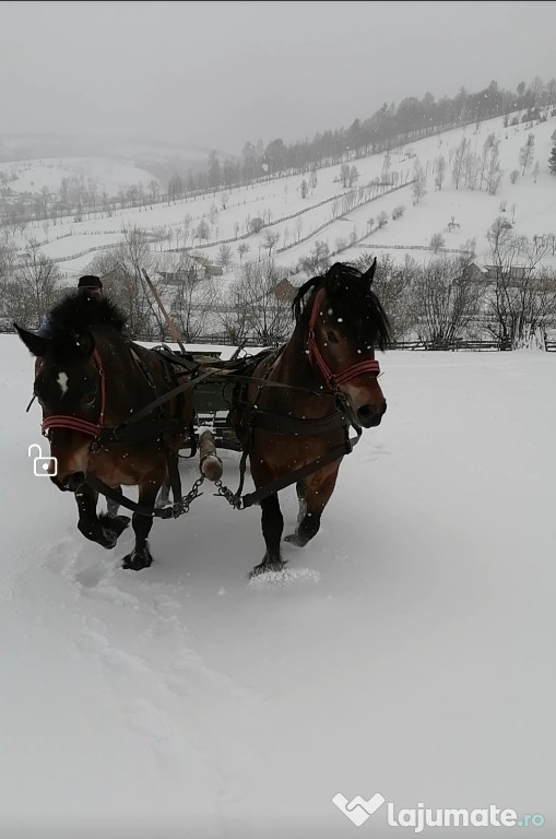 DE VÂNZARE O pereche de noatini de 3 și 4 ani iapă și cal.