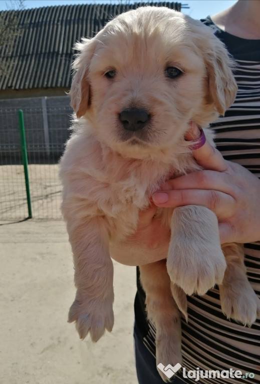 Golden retriever