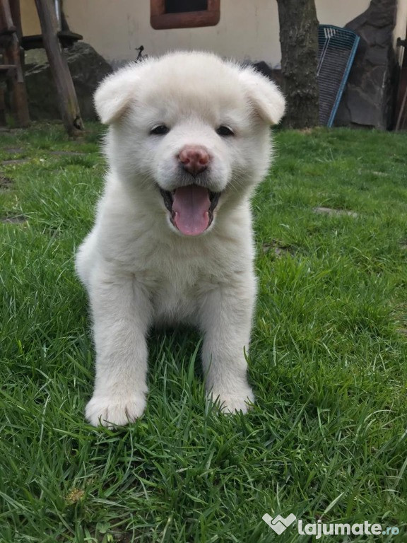 Akita Inu Albi