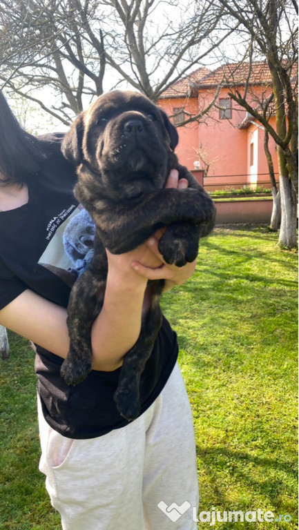 Cane corso
