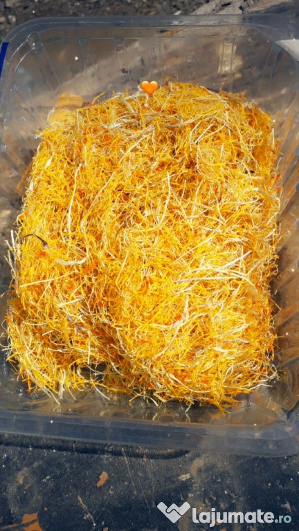 Am sofran bio natural