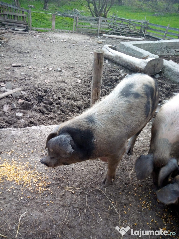 Scroafe la 150-200kg