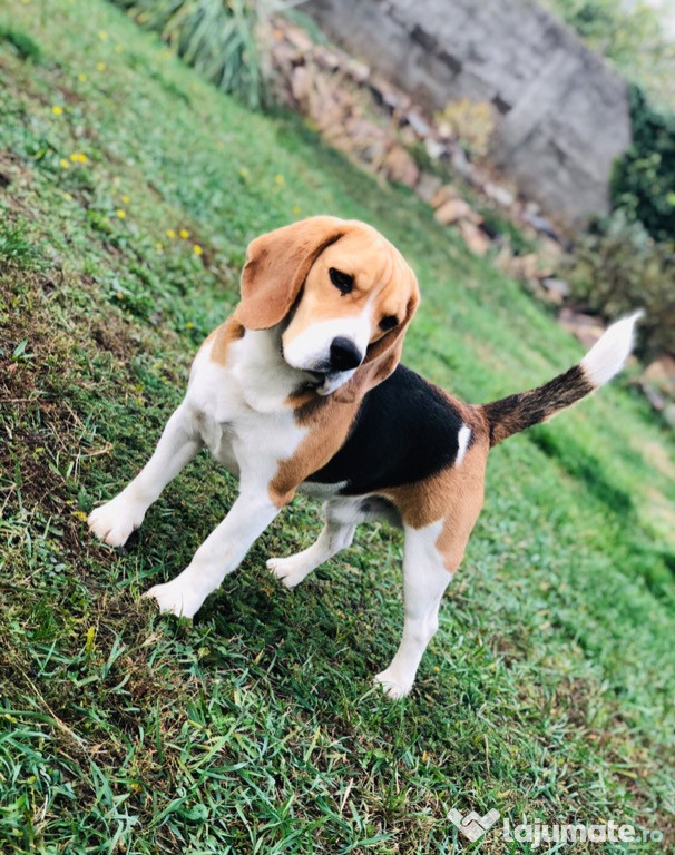 Monta Mascul Beagle cu pedigree