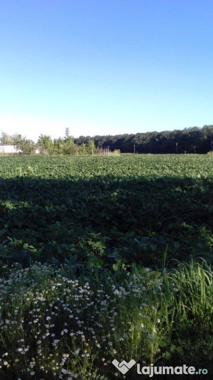 Teren - 1ha- Barsanesti, Botosani