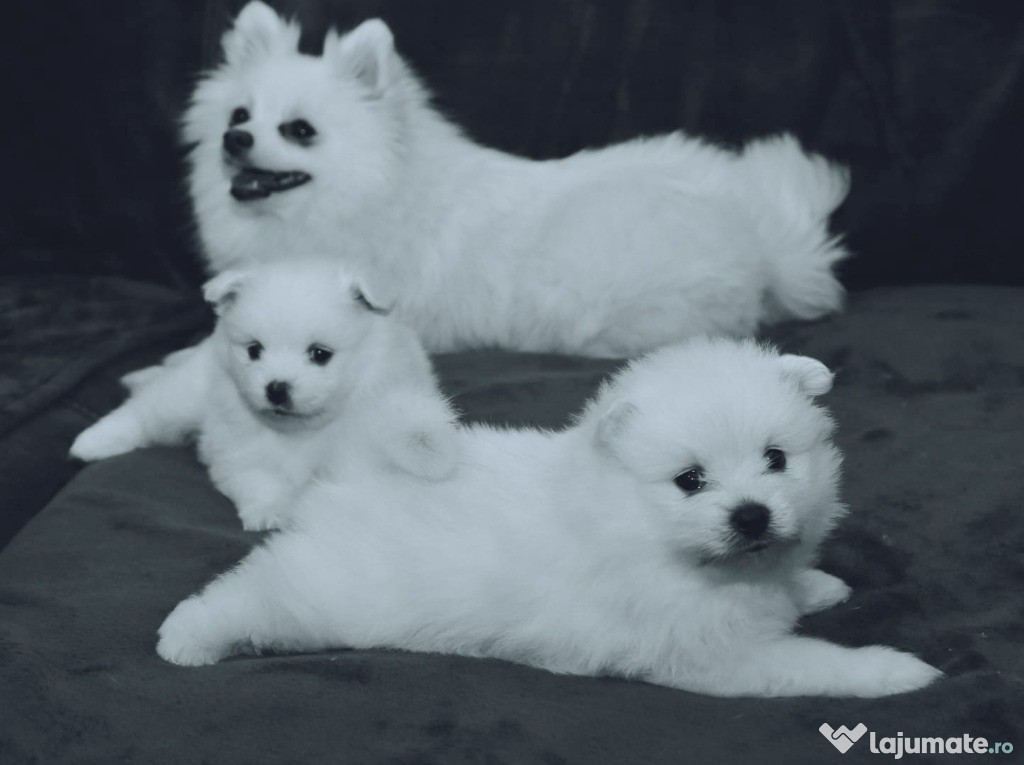 Pui pomeranian