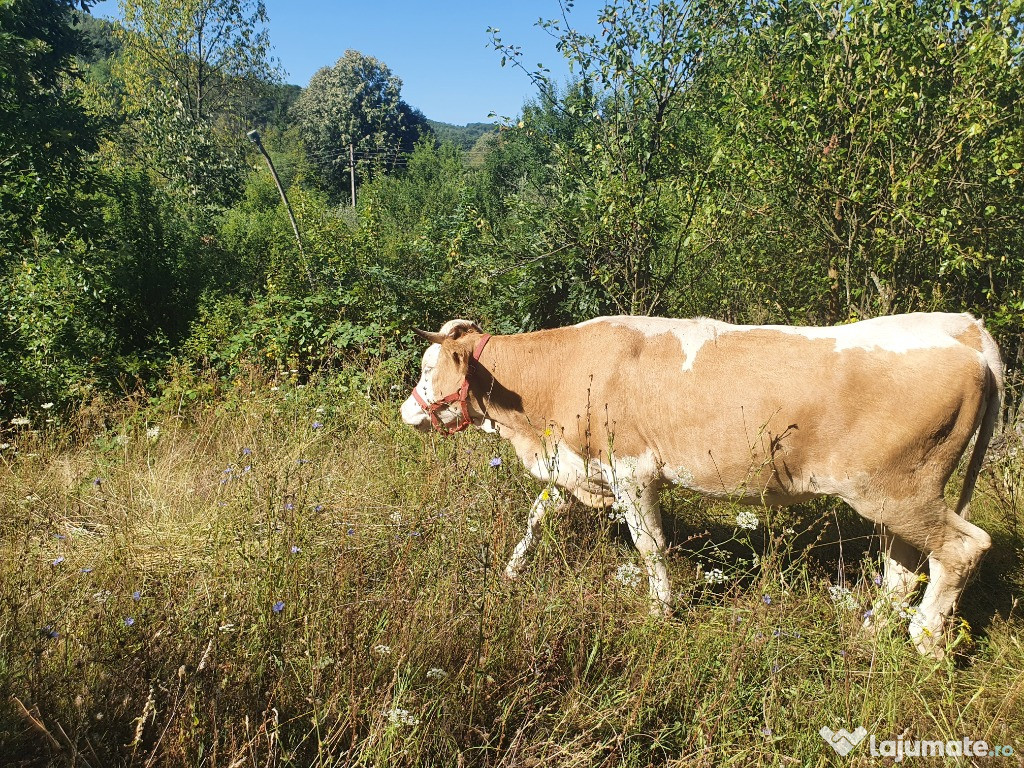 Bălțată românească