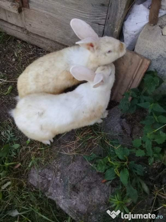 Iepuri două femele și un mascul.