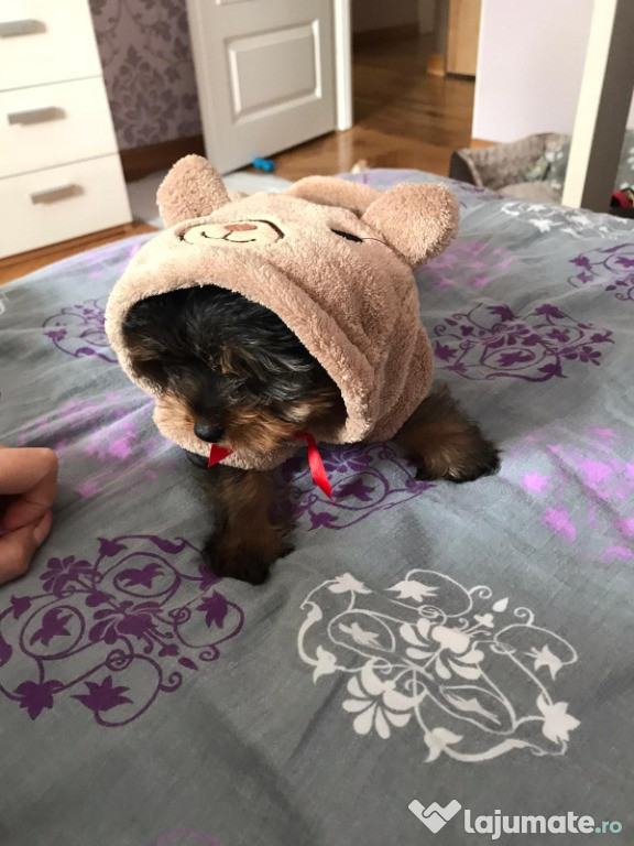 Yorkshire Terrier toy e rasa pura cu vaccin și deparazitați.