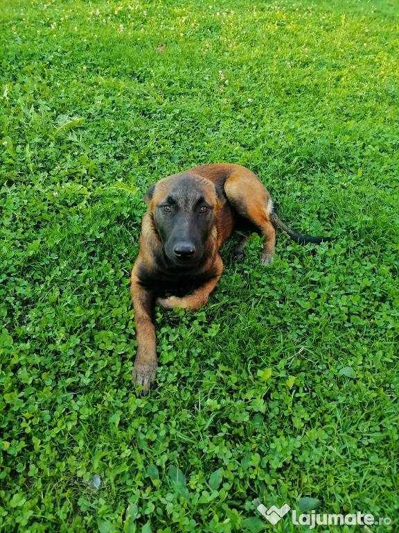 Câini ciobănesc belgian malinois