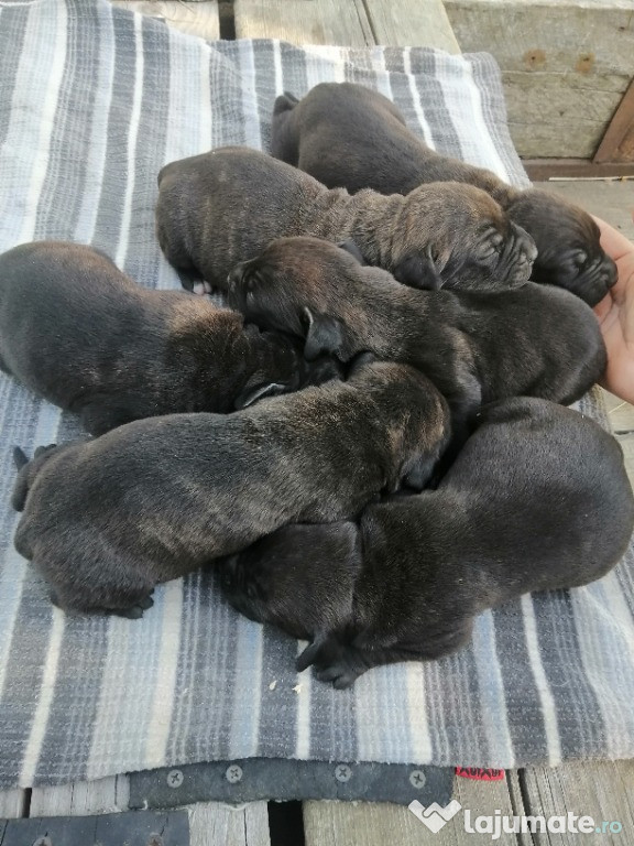 Pui presa canario