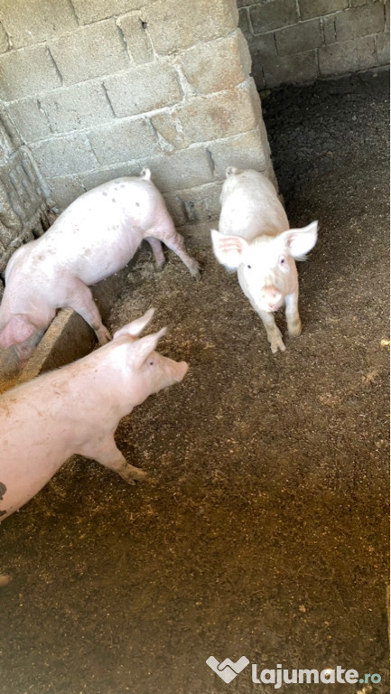Porci de carne