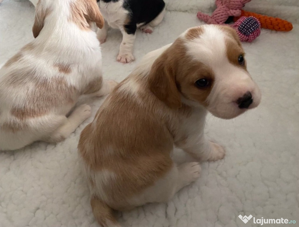 Cățelușul Cavalier King Charles.