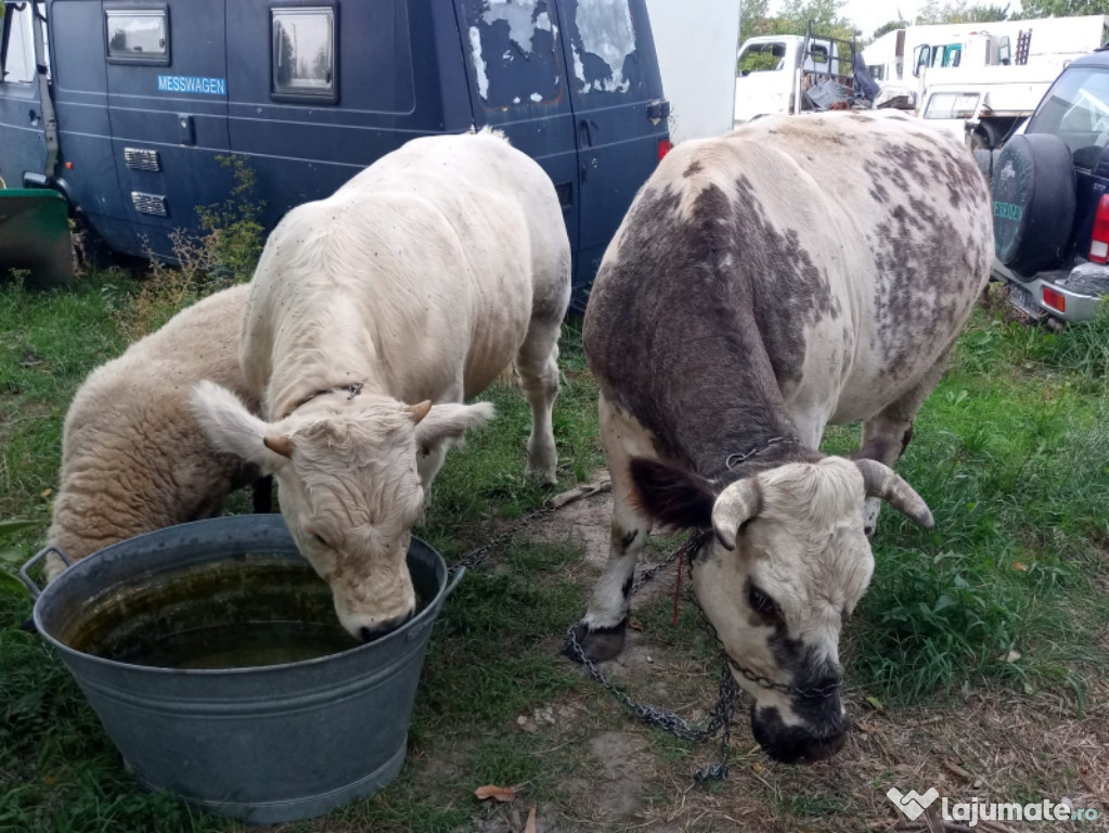 Vaca Belgian gestantă