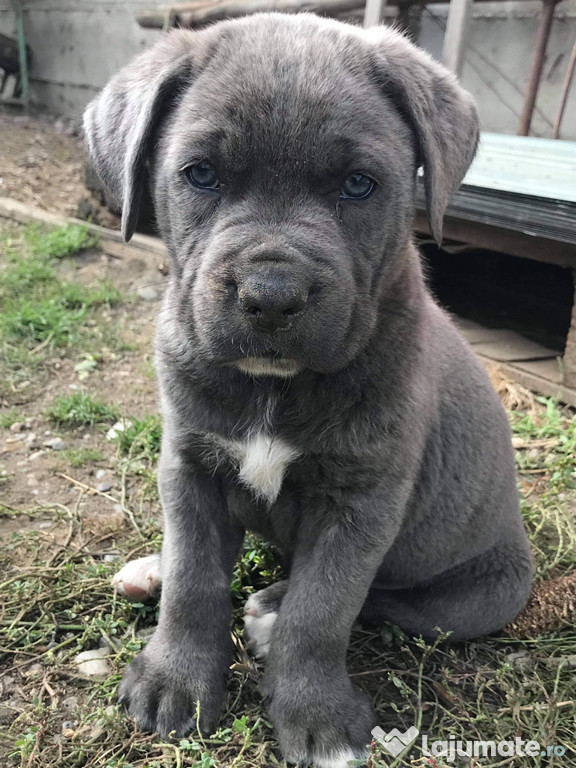 Cane Corso