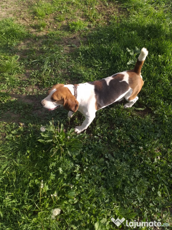 Cățel Beagle