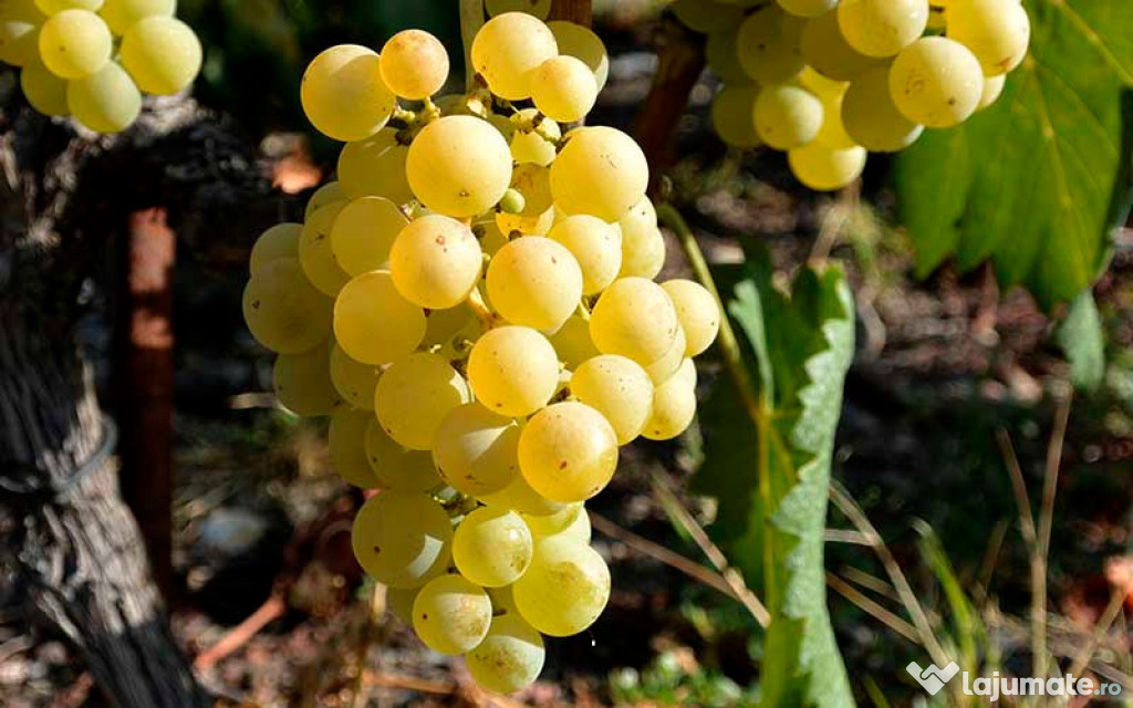 Viticultor - ofer struguri pentru vinificare