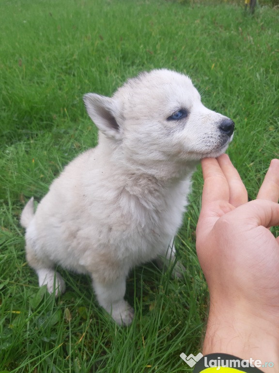 Pui Husky Siberian