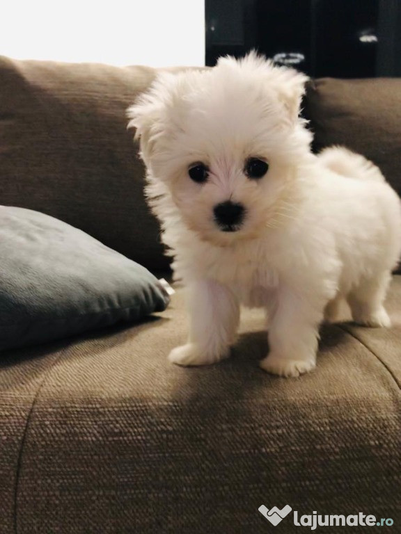 Bichon maltez toy de rasa pura cu vaccin și deparazitați.