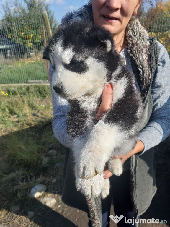 Husky siberian