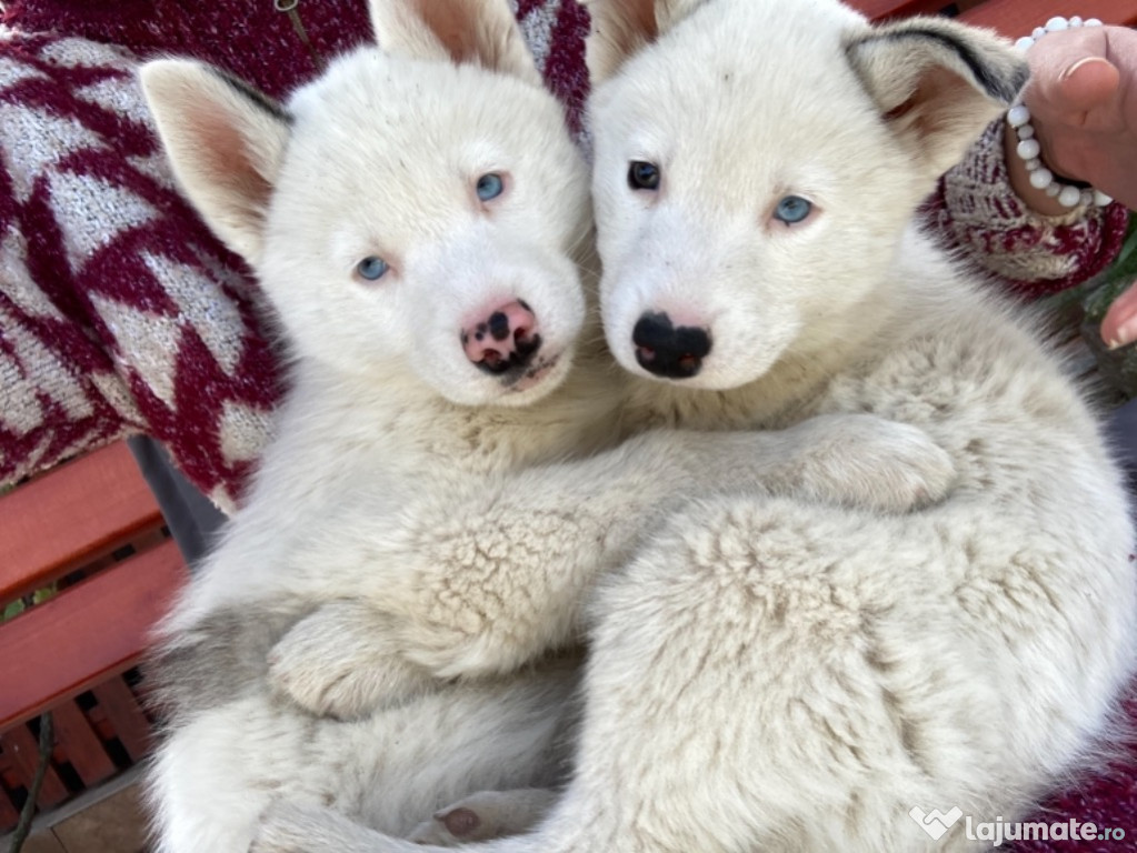 Husky Siberian