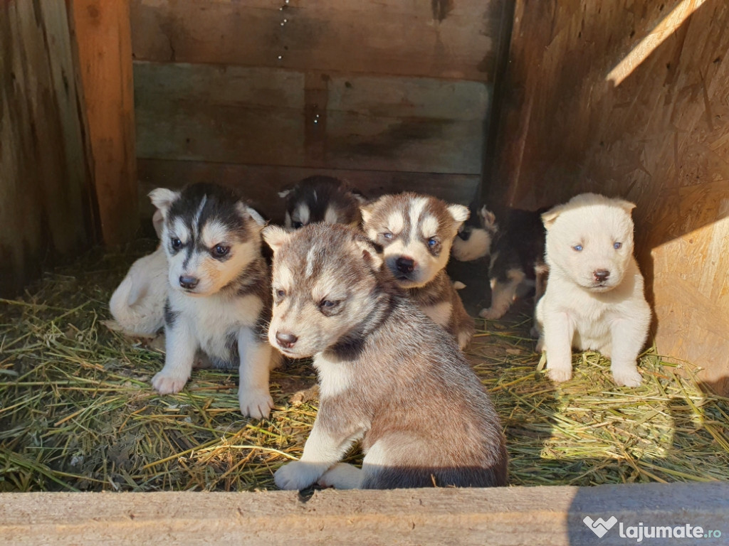 Husky Siberian