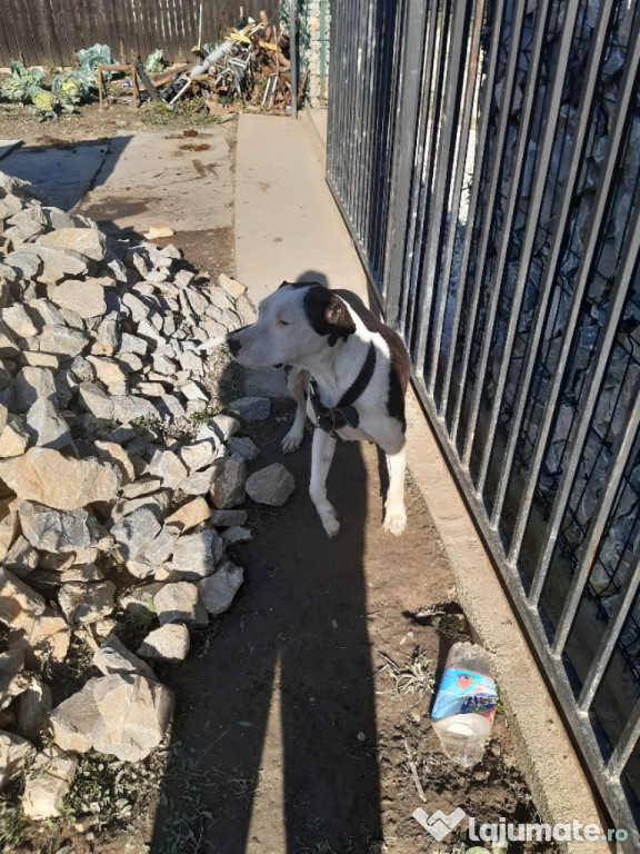 Amstaff gratuit