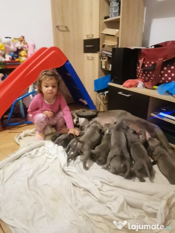 Catei Amstaff blue
