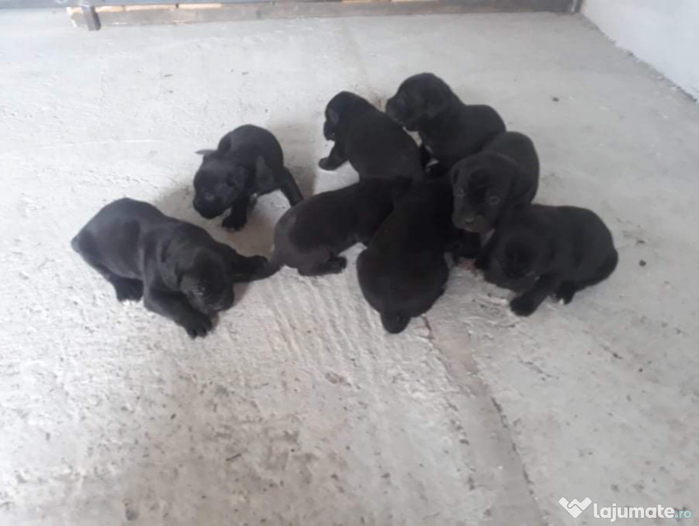 Cane corso pui